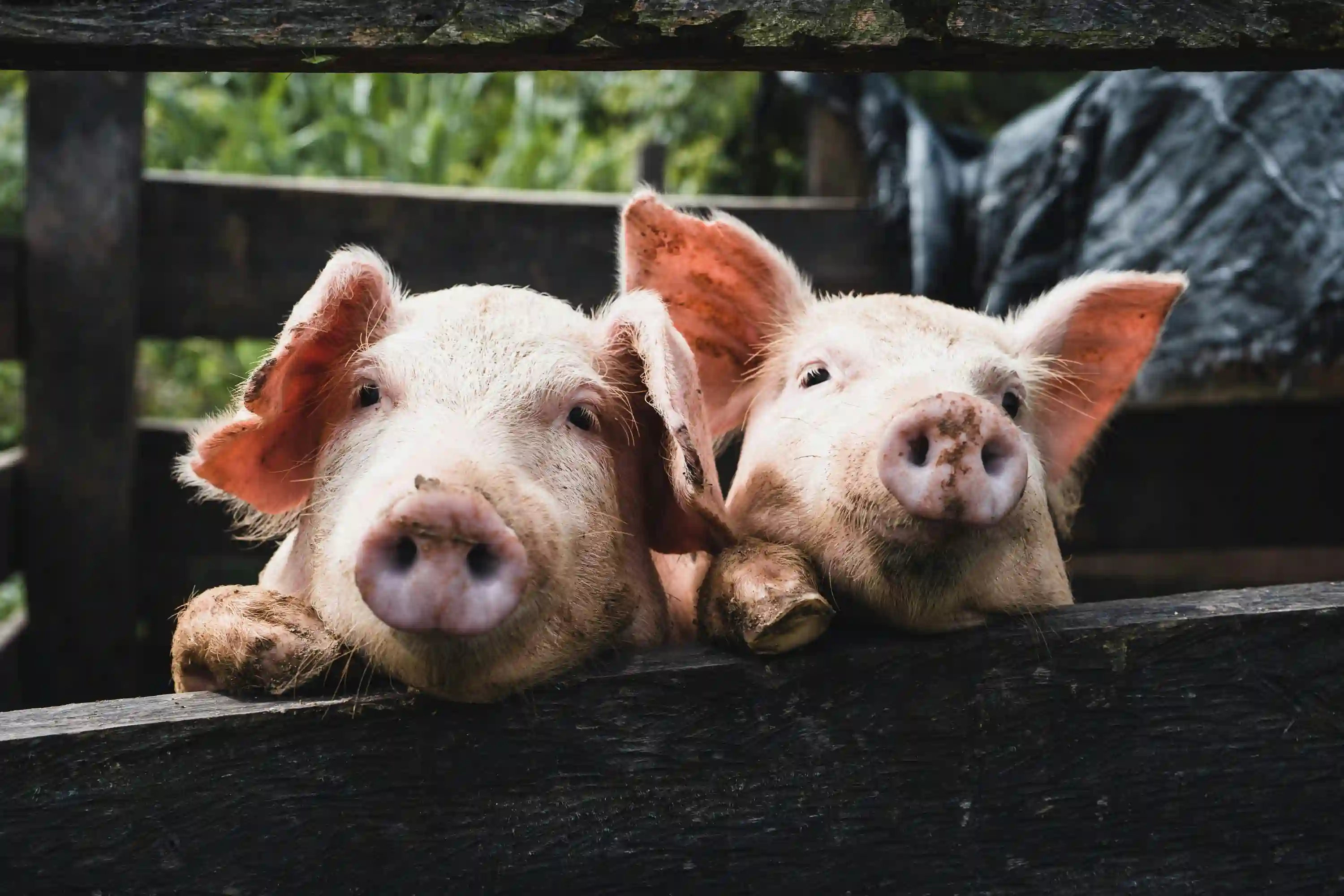 Why Pork Was Forbidden